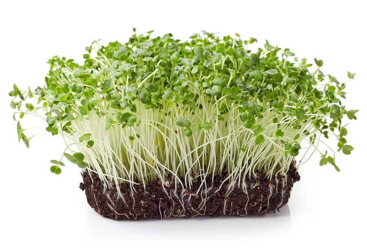 Todd’S Seeds - Calabrese Broccoli Sprouting Seeds, 1 Lb - High in Sulforaphane, Non-Gmo, Heirloom Variety - Bulk Seeds for Nutrient-Rich Sprouts & Home Gardening (Chemical Free - Better than Organic!)