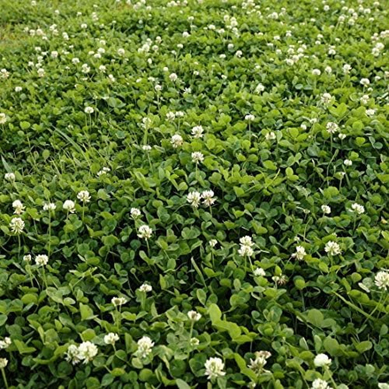 Outsidepride Perennial White Dutch Clover Seed - 5 Lbs. Nitrocoated, Inoculated Clover Seeds for Lawn Alternative, Erosion Control, Food Plots, Ground Cover, & Pasture Mixtures in USDA Zones 3-10