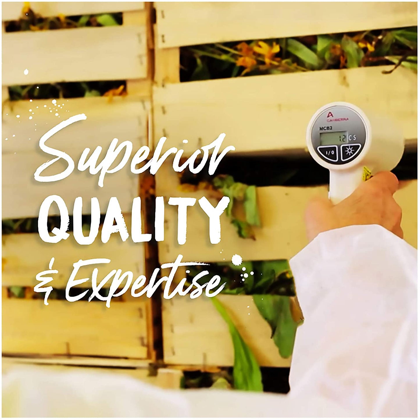 Boiron Arnica Montana 200Ck Homeopathic Medicine for Muscle Pain and Stiffness - 3 Count (Pack of 1) (240 Pellets)