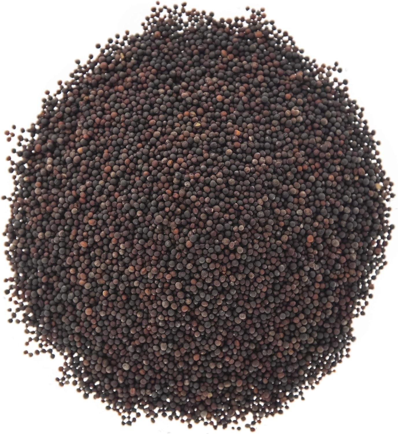 Broccoli Seeds for Sprouting & Microgreens | Waltham 29 Variety | Non GMO & Heirloom Seeds | Bulk 1 LB (16 Oz) Resealable Bag | Rainbow Heirloom Seed Co.