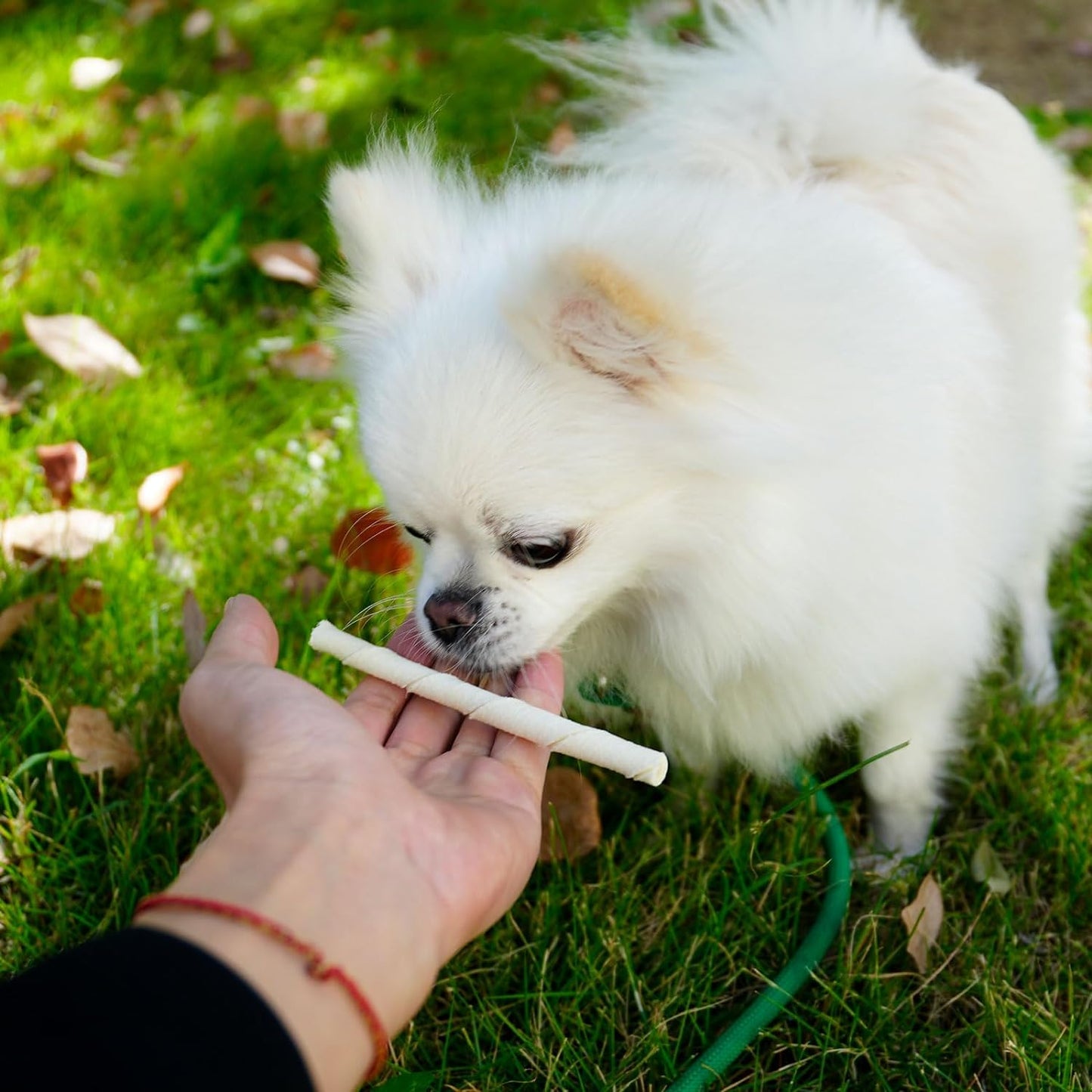 MON2SUN Dog Rawhide Twist Sticks Natural 5 Inch Thin Sticks Rawhide Chews Dog Treats for Puppy and Small Dogs 120 Count