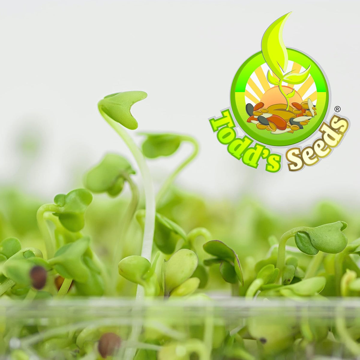 Todd’S Seeds - Calabrese Broccoli Sprouting Seeds, 1 Lb - High in Sulforaphane, Non-Gmo, Heirloom Variety - Bulk Seeds for Nutrient-Rich Sprouts & Home Gardening (Chemical Free - Better than Organic!)