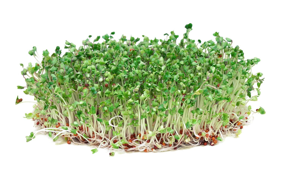 Todd’S Seeds - Calabrese Broccoli Sprouting Seeds, 1 Lb - High in Sulforaphane, Non-Gmo, Heirloom Variety - Bulk Seeds for Nutrient-Rich Sprouts & Home Gardening (Chemical Free - Better than Organic!)
