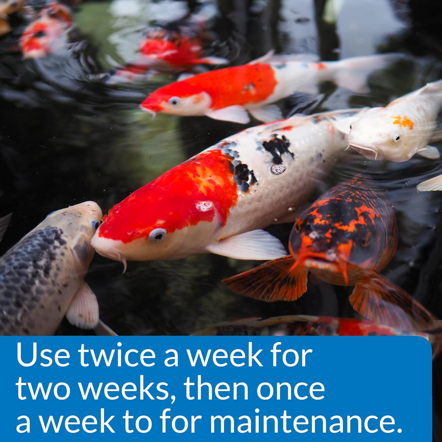 PONDCARE MICROBIAL ALGAE CLEAN Biological Inhibitor of Green Water, Alternative Approach to Algae Control, 16-Ounce Bottle1