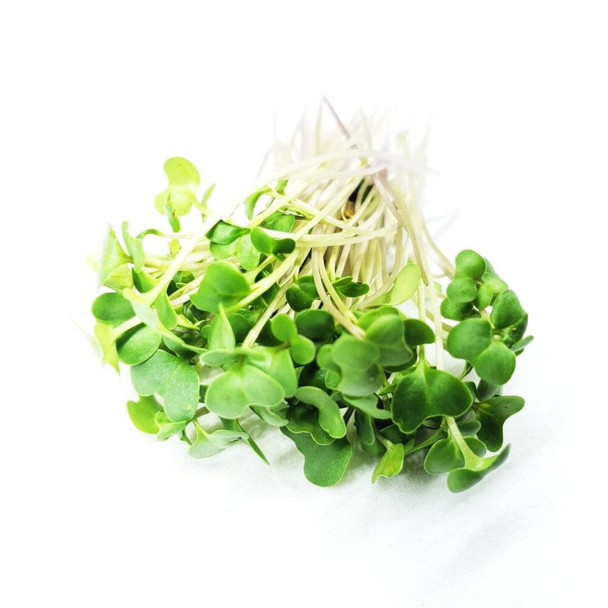 Todd’S Seeds - Calabrese Broccoli Sprouting Seeds, 1 Lb - High in Sulforaphane, Non-Gmo, Heirloom Variety - Bulk Seeds for Nutrient-Rich Sprouts & Home Gardening (Chemical Free - Better than Organic!)
