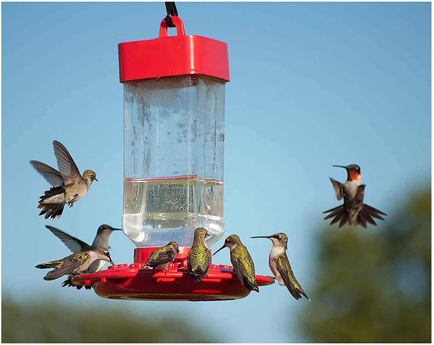 Kaytee Hummingbird Electronectar Wild Bird Food, Ready to Use, 64 Ounces