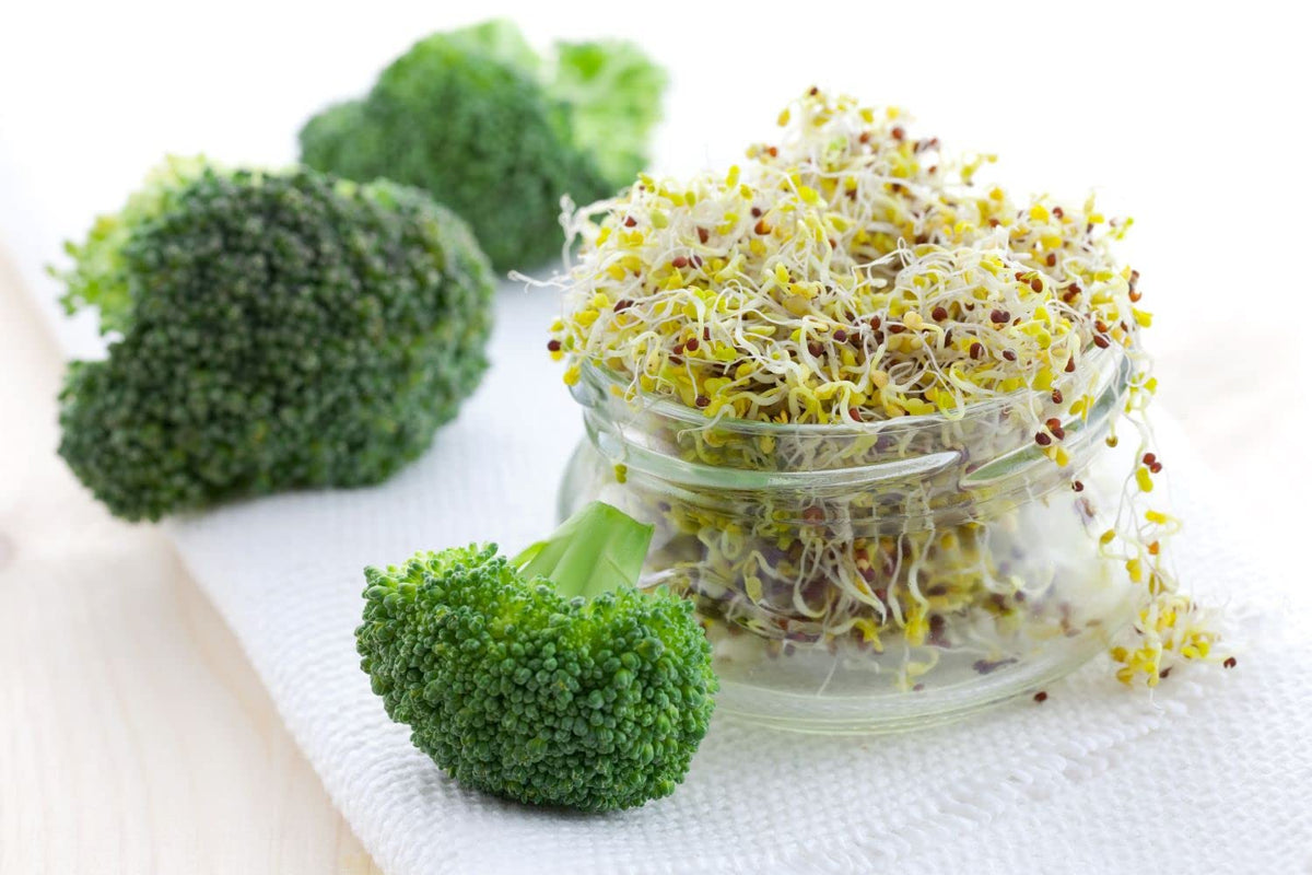 Todd’S Seeds - Calabrese Broccoli Sprouting Seeds, 1 Lb - High in Sulforaphane, Non-Gmo, Heirloom Variety - Bulk Seeds for Nutrient-Rich Sprouts & Home Gardening (Chemical Free - Better than Organic!)